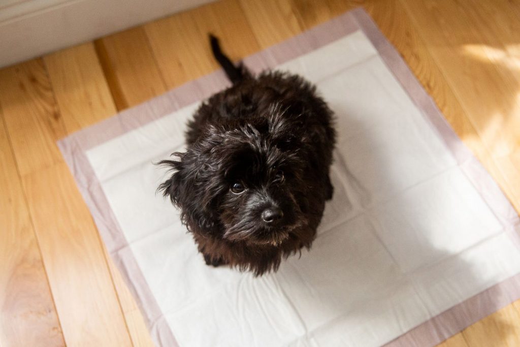 dog products for sale